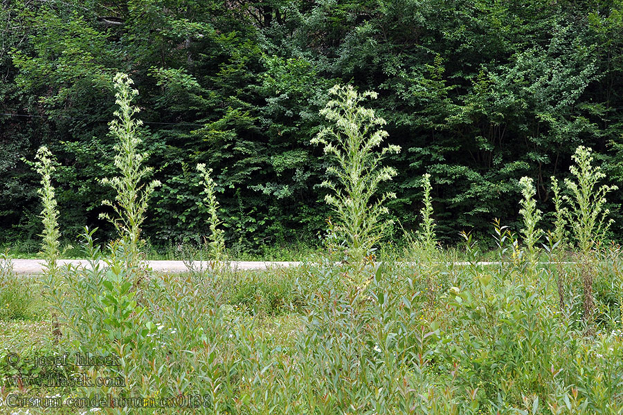 Cirsium candelabrum