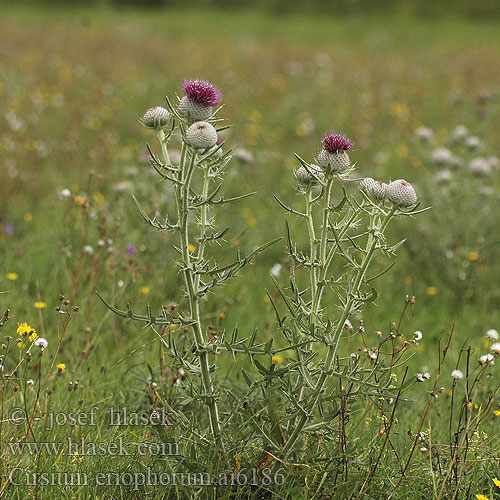 Cirsium eriophorum Wooly Thistle Wollkopf-Kratzdistel