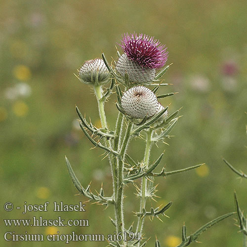 Cirsium eriophorum Pcháč bělohlavý Pichliač bielohlavý