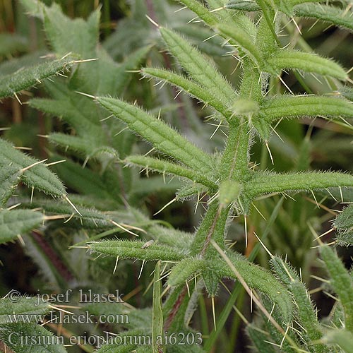 Cirsium eriophorum Ostrożeń głowacz Cardo scardaccio Klottistel