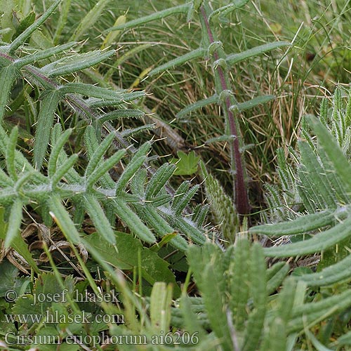 Cirsium eriophorum Бодяк шерстистый Volnatoglavi osat Cardo lanudo