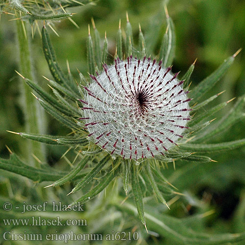 Cirsium eriophorum Cardo lanudo Carduus eriophorus Cnicus