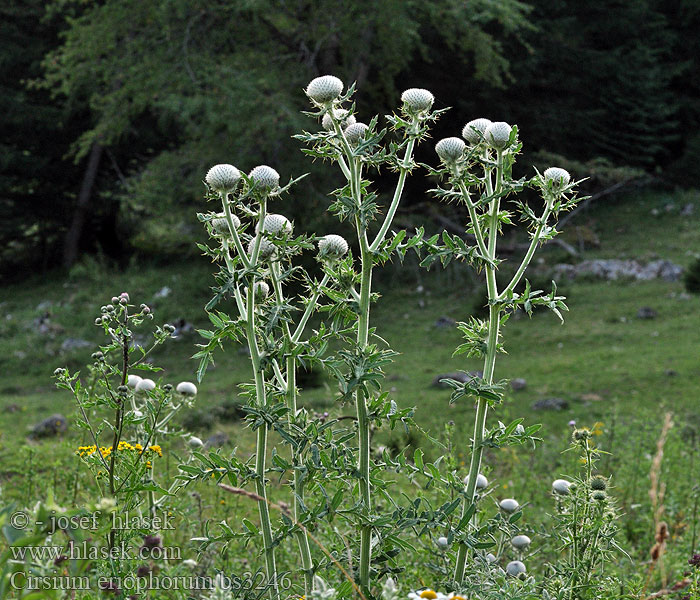 Cirsium eriophorum Carduus eriophorus Cnicus Wooly Thistle