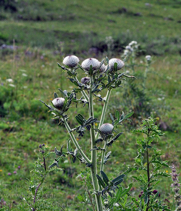 Cirsium eriophorum Wollige distel