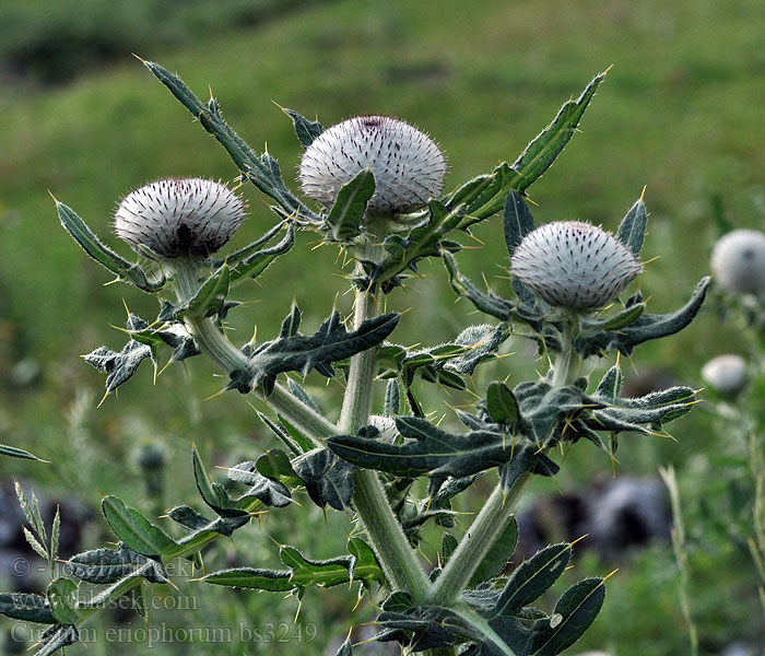 Cirsium eriophorum Wollkopf-Kratzdistel Wollköpfige Kratzdisteln