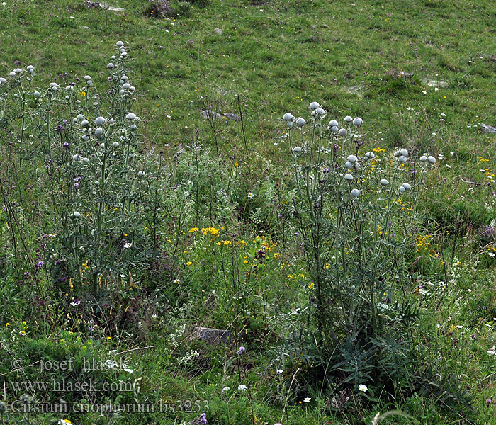 Cirsium eriophorum Cirse laineux