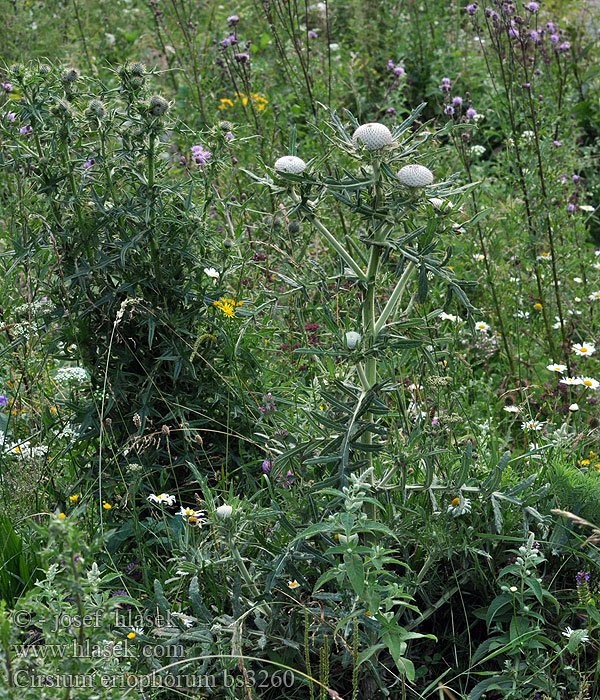 Cirsium eriophorum Pcháč bělohlavý