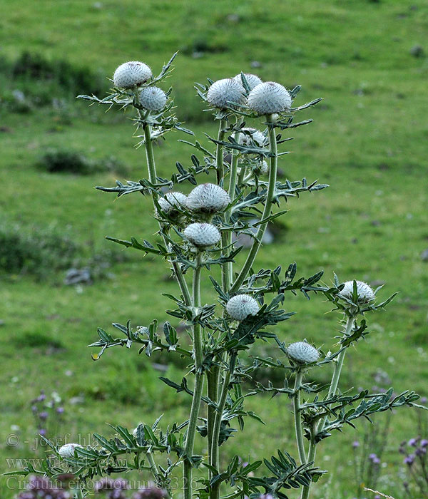 Cirsium eriophorum Pichliač bielohlavý