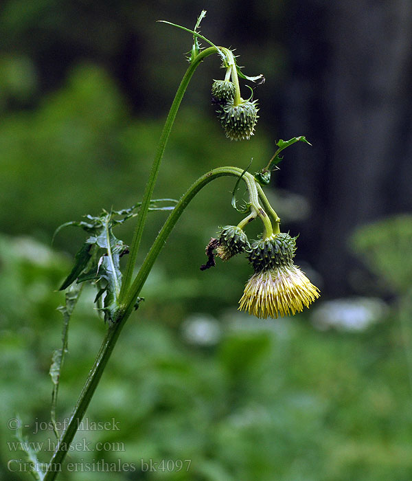 Cirsium erisithales Pcháč lepkavý Kleb-Kratzdistel Ostrożeń lepki