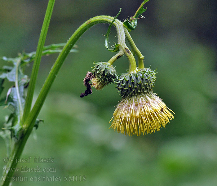 Yellow Melancholy Thistle Pichliač lepkavý Enyves aszat