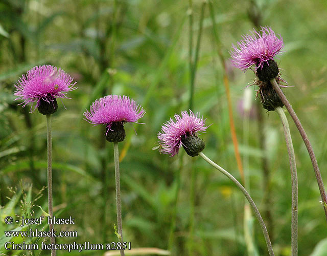 Cirsium heterophyllum helenioides Melancholy Thistle Brudborste