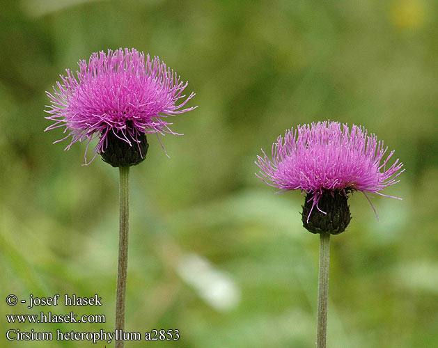 Cirsium heterophyllum Pcháč různolistý Forskelligbladet Tidsel