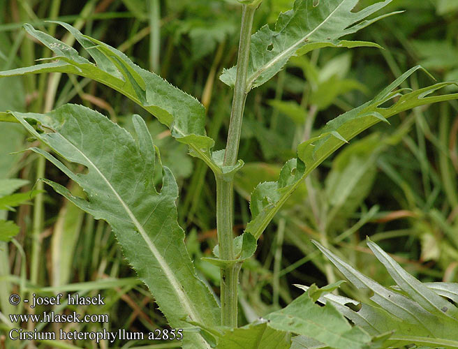 Cirsium heterophyllum Verschiedenblättrige Kratzdistel