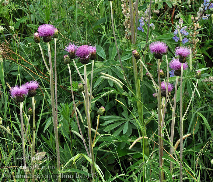 Cirsium heterophyllum Ostrożeń różnolistny dwubarwny Vallkrassing