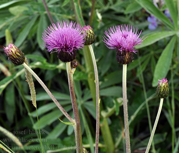 Cirsium heterophyllum Бодяк разнолистный Pichliač rôznolistý