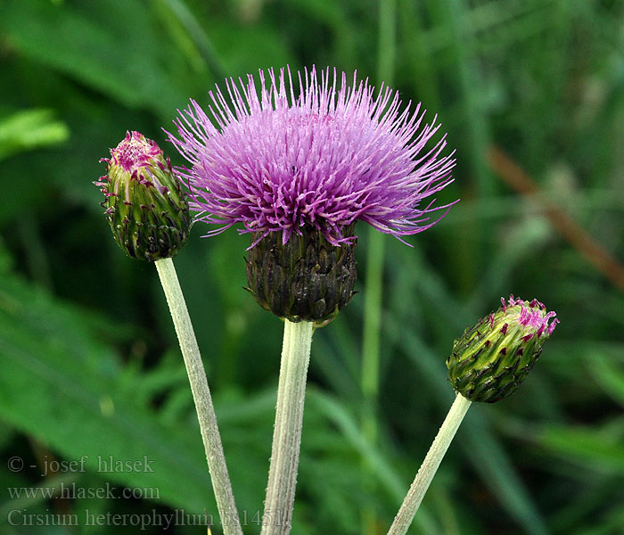 Cirsium heterophyllum Pcháč různolistý