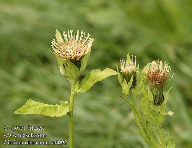 Cirsium oleraceum Cabbage Thistle Kohl-Kratzdistel Kohldistel