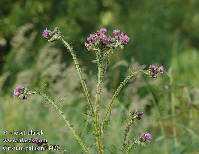 Cirsium palustre Marsh Thistle Sumpf-Kratzdistel Ostrożeń błotny