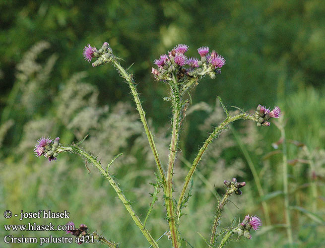 Cirsium palustre Pcháč bahenní Kær-tidsel Suo-ohdake Cirse marais