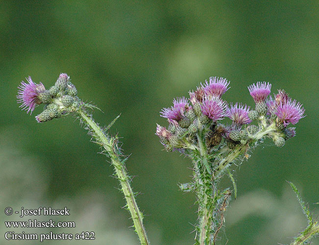 Cirsium palustre Cardo palude Mocsári aszat Myrtistel Бодяк болотный