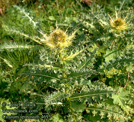 Cirsium spinosum