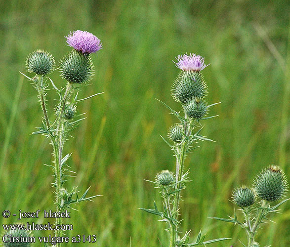 Cirsium vulgare Gewöhnliche Kratzdistel Speerdistel Vägtistel 歐洲薊