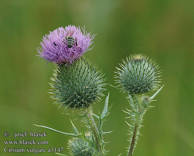 Cirsium vulgare Pcháč obecný Cardo borriquero asinino Horse-tidsel