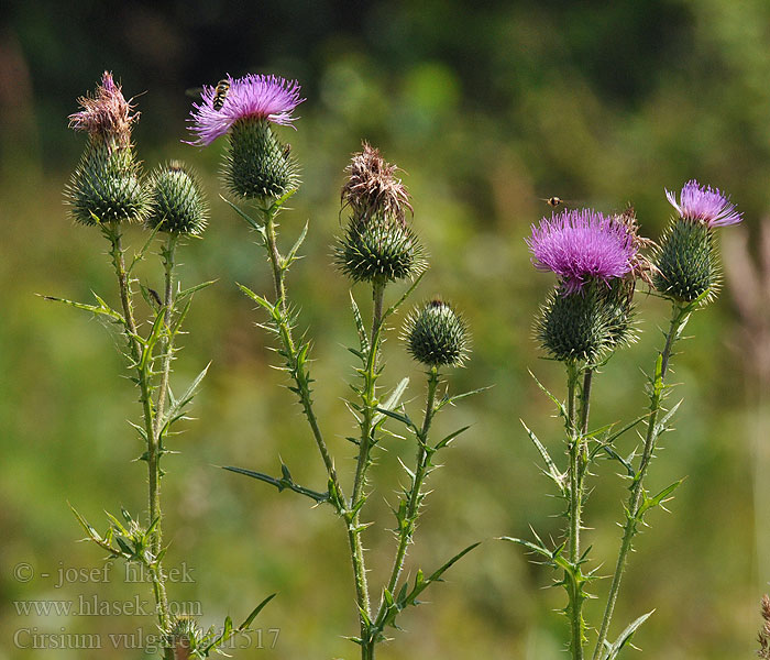 Cirsium vulgare Spear Thistle Cirse commun Ostrożeń lancetowaty