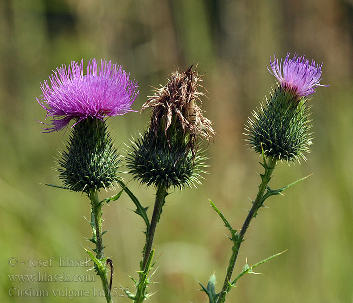 Cirsium vulgare Piikkiohdake Stoppione maggiore アメリカオニアザミ Veitistel