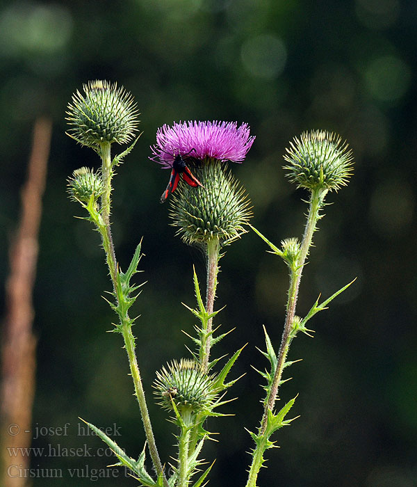 Cirsium vulgare Közönséges aszat Бодяк обыкновенный Pichliač obyčajný