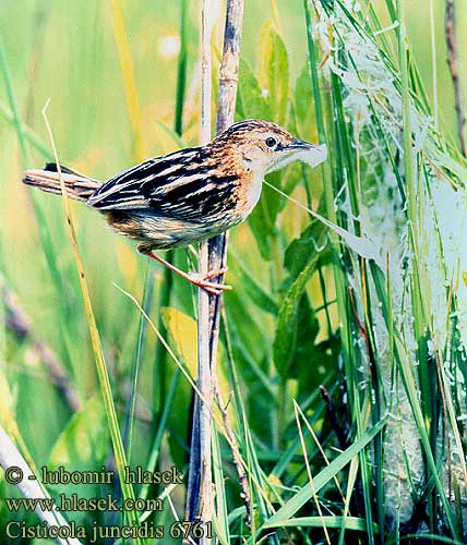 Cisticola juncidis 6761