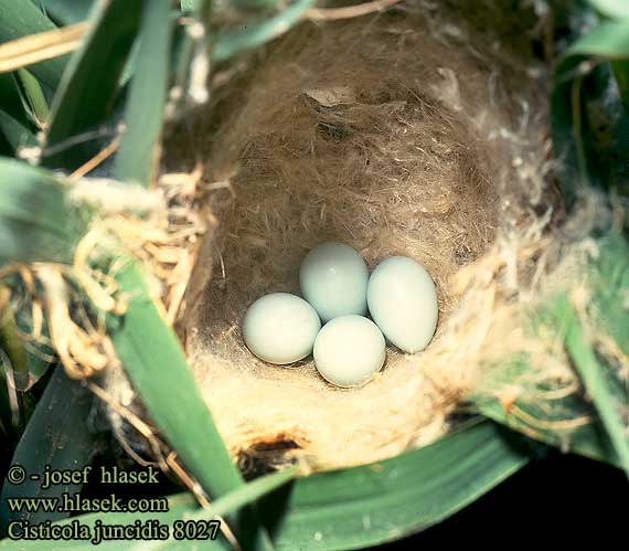 eggs nest Cisticola juncidis Cistensänger Cisticole joncs