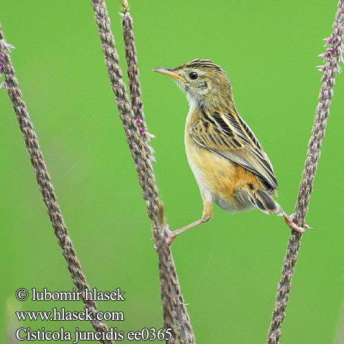 Cisticola juncidis ee0365