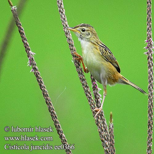 Cisticola juncidis ee0366