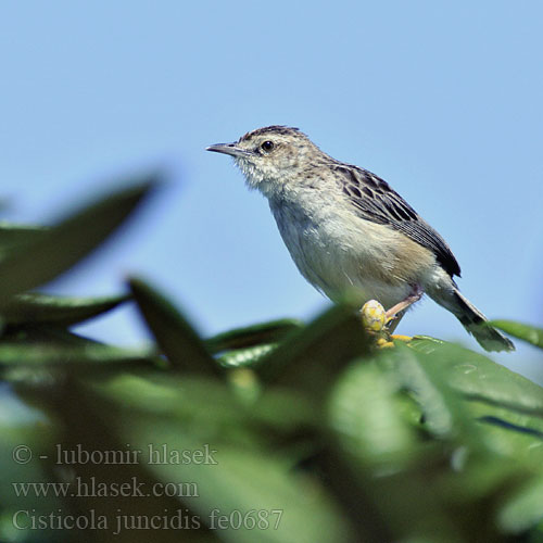 Κιστικόλη Fuinha-dos-juncos Landeryklopkloppie Yelpaze Kuyruk