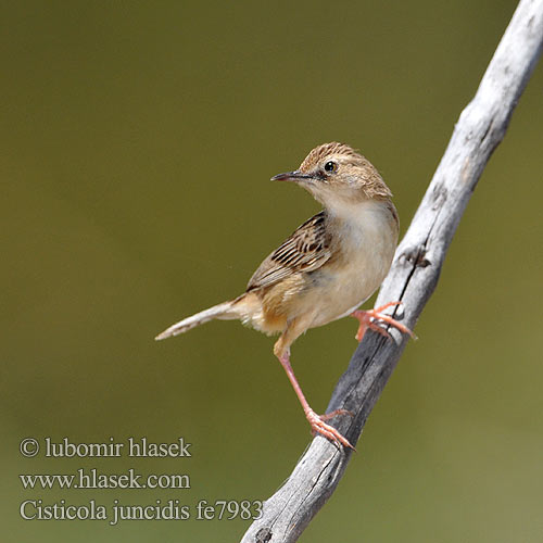 Cisticola juncidis fe7983