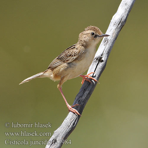 Cisticola juncidis fe7984