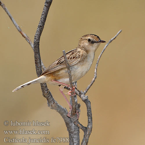 Cisticola juncidis fe7988