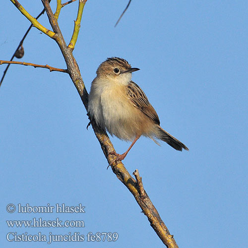 Zitting Cisticola Fan-tailed Streaked fantail Warbler Cistensänger