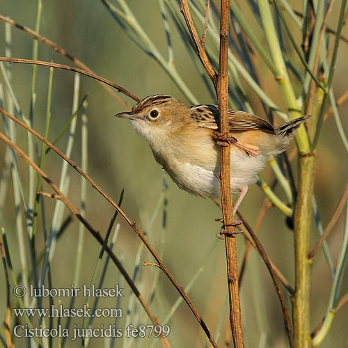 Cisticola juncidis fe8799