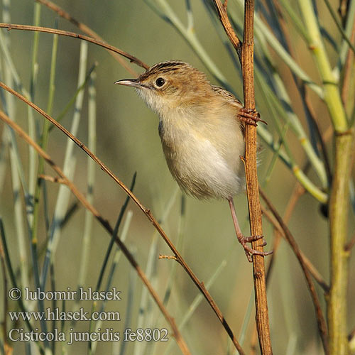 Cisticola juncidis fe8802