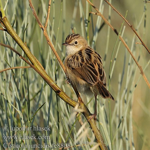 Cisticola juncidis fe8808