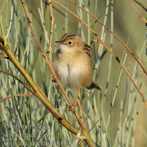 Cisticola juncidis fe8809