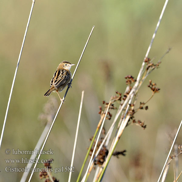 Cisticola juncidis ga1582