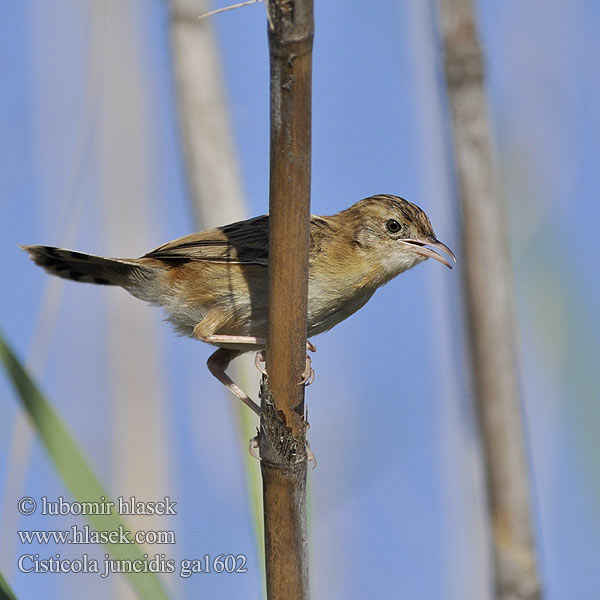 Cisticola juncidis ga1602