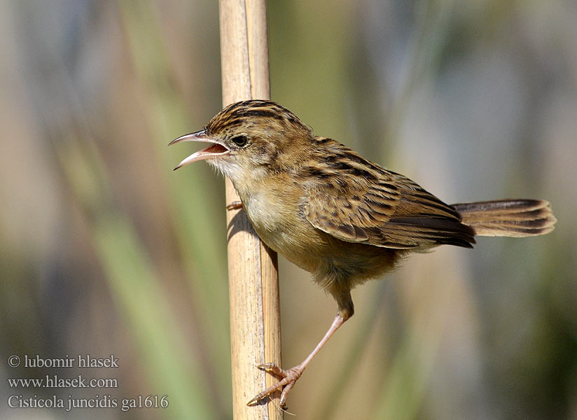 Cisticola juncidis ga1616