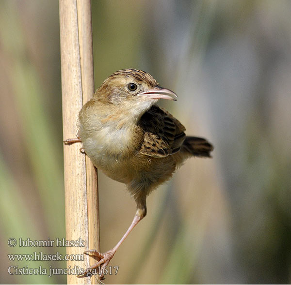 Cisticola juncidis ga1617