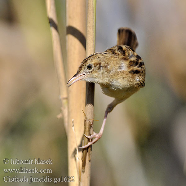 Cisticola juncidis ga1622