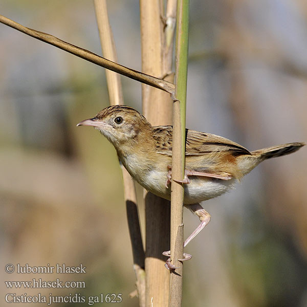 Cisticola juncidis ga1625