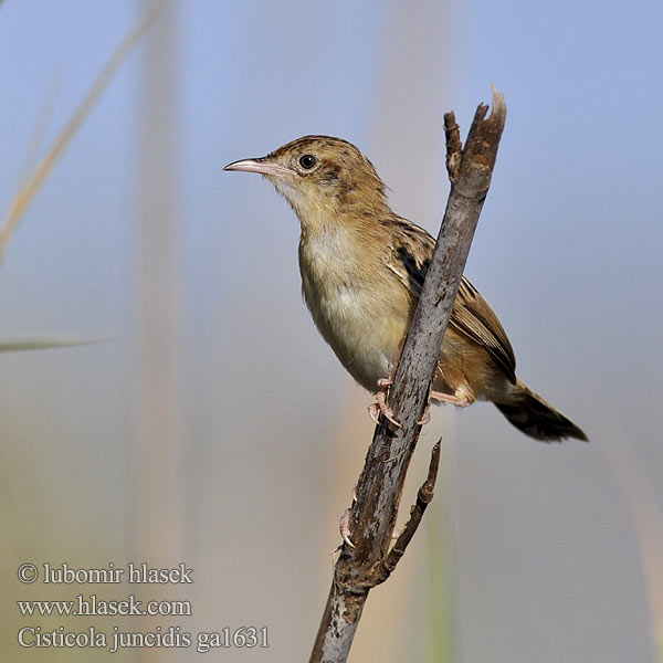 개개비사촌 Κιστικόλη Fuinha-dos-juncos Landeryklopkloppie